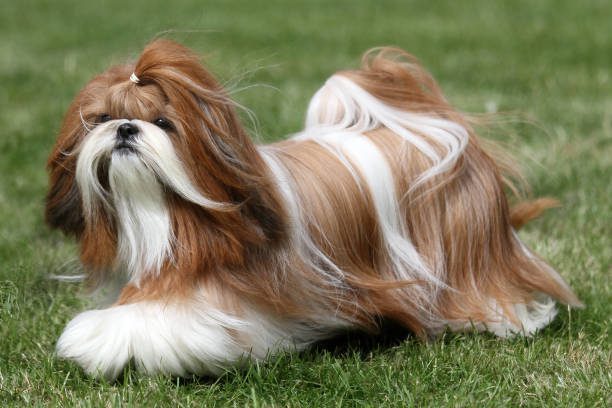why shih tzus are the worst dogs